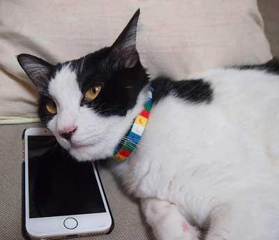 cat laying on the coach with his ear to a cell phone