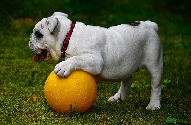English bulldog playing with yellow ball