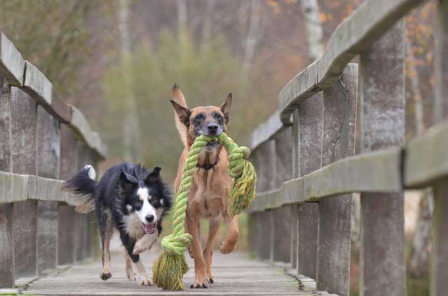 Two dogs running across bridge with rope toy