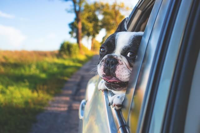 Dog looking out the window of a car